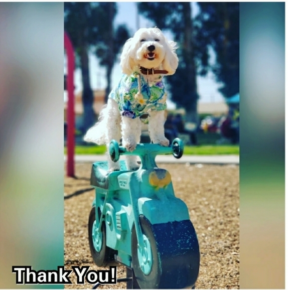 Adidas men's ultraboost 21 running shoes Solar Yellow FY0848 - Picture 12 of 13